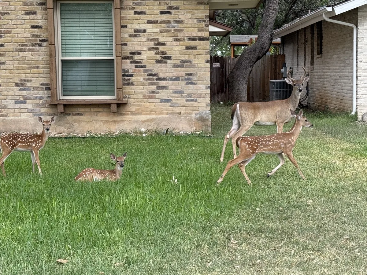 San Antonio — photograph 6 by Jesse Kanner