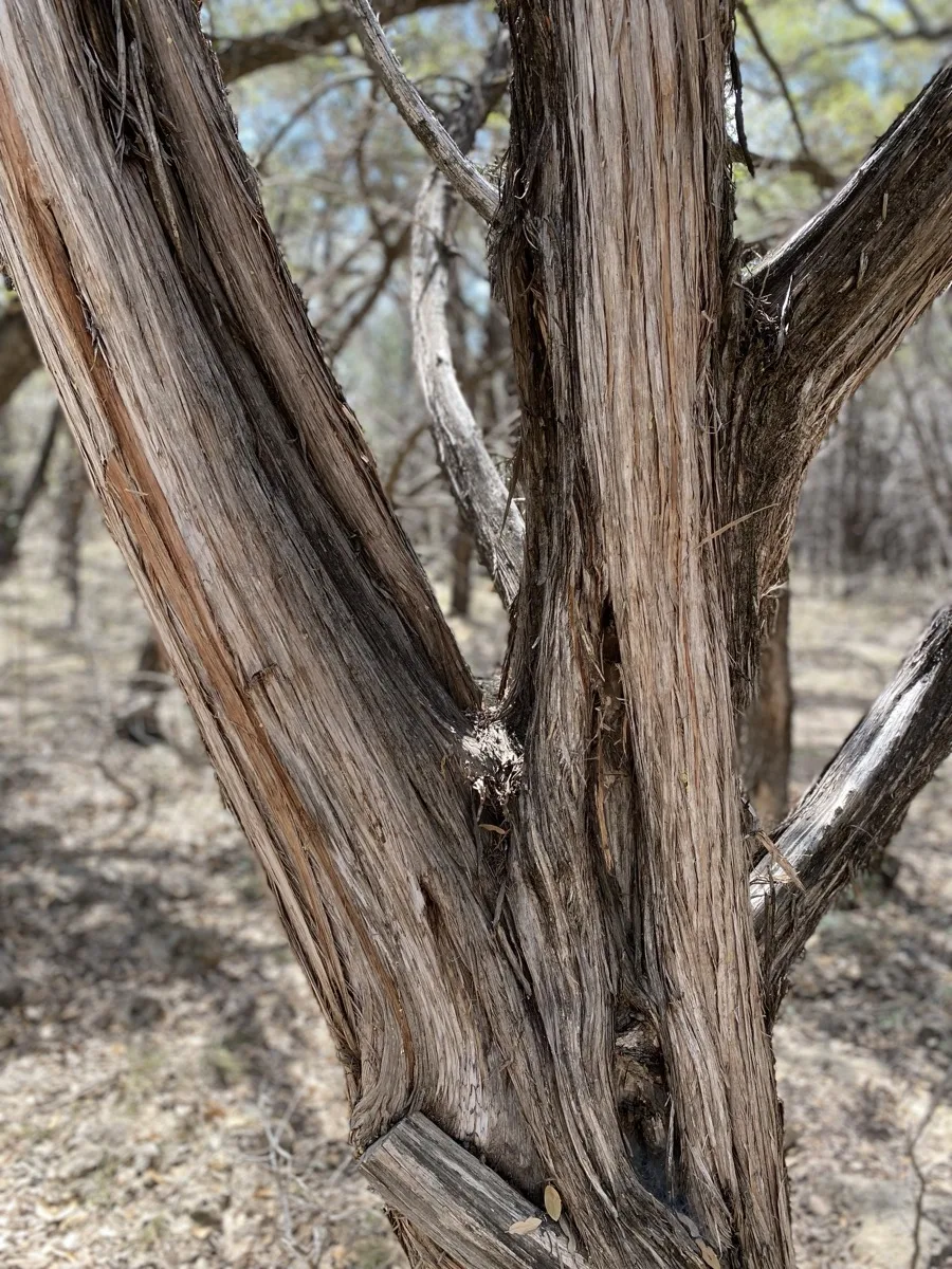 San Antonio — photograph 33 by Jesse Kanner